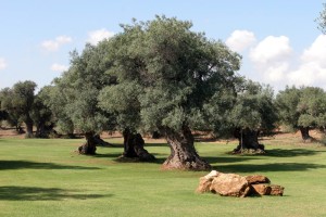 uliveto salento